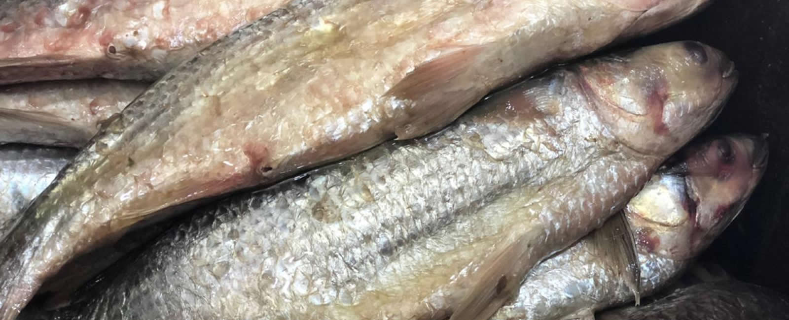 Salted, Preserved Fish & Seafood Trading